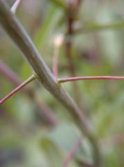 Capsella bursa-pastoris