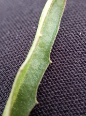 Capsella bursa-pastoris