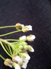 Capsella bursa-pastoris