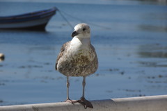 Larus dominicanus