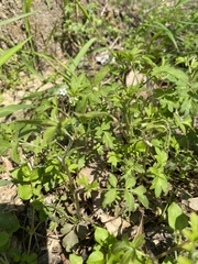 Phacelia ranunculacea
