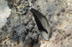 Sufflamen albicaudatum