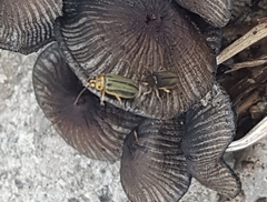 Xanthogaleruca luteola