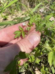 Phacelia ranunculacea