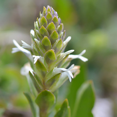 Lagotis integrifolia