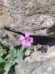 Silene acutifolia