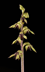 Genoplesium clivicola