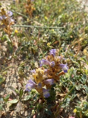Phelipanche hedypnoidis