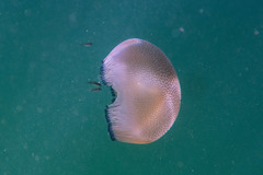 Catostylus mosaicus