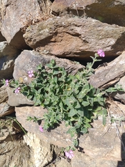 Silene acutifolia