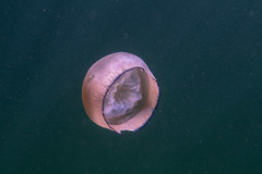 Catostylus mosaicus