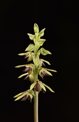Genoplesium clivicola