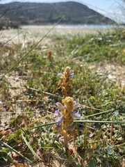 Phelipanche hedypnoidis