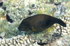 Amanses scopas