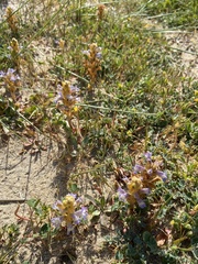 Phelipanche hedypnoidis