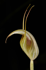 Pterostylis reflexa