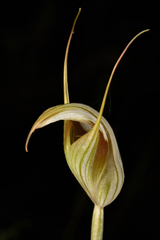 Pterostylis reflexa
