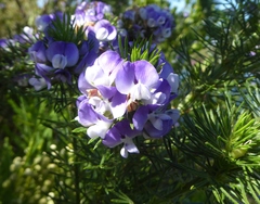 Psoralea pinnata