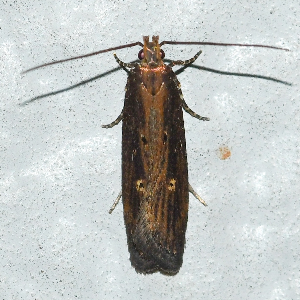 Eye-ringed Chionodes Moth