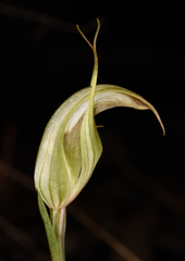Pterostylis reflexa