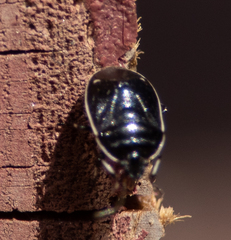Sehirus cinctus albonotatus
