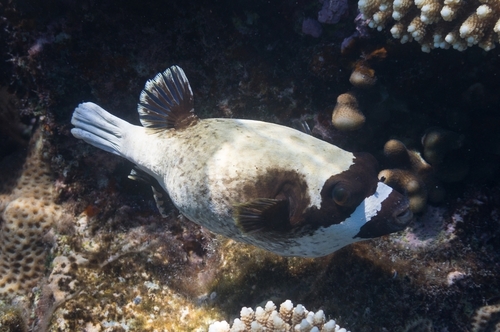 Masked Puffer