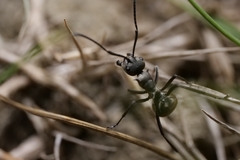 Polyrhachis dives