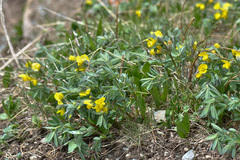 Thermopsis alpina