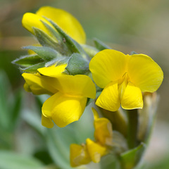 Thermopsis alpina
