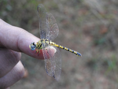 Paragomphus lineatus