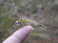 Paragomphus lineatus