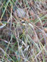 Paragomphus lineatus