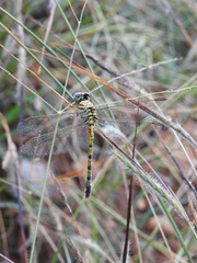 Paragomphus lineatus
