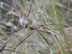 Paragomphus lineatus