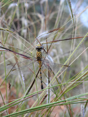 Paragomphus lineatus