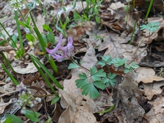 Corydalis paczoskii
