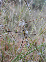Paragomphus lineatus