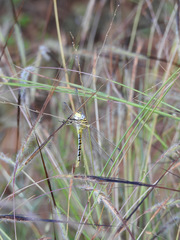 Paragomphus lineatus