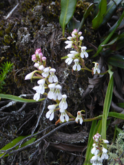 Disa