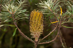 Banksia neoanglica
