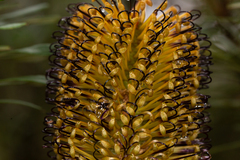 Banksia neoanglica