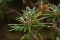 Banksia neoanglica