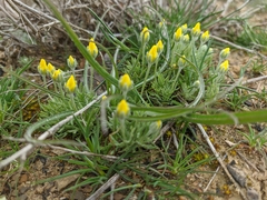 Ceratocephala falcata