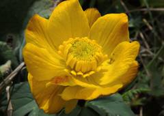 Trollius dschungaricus
