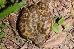 Uperodon systoma