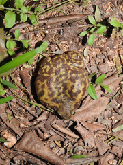Uperodon systoma