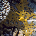 Sulphur Leather Coral - Photo (c) Nikolai Vladimirov, some rights reserved (CC BY-NC), uploaded by Nikolai Vladimirov