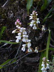 Disa