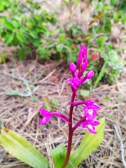 Orchis quadripunctata