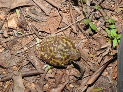 Uperodon systoma